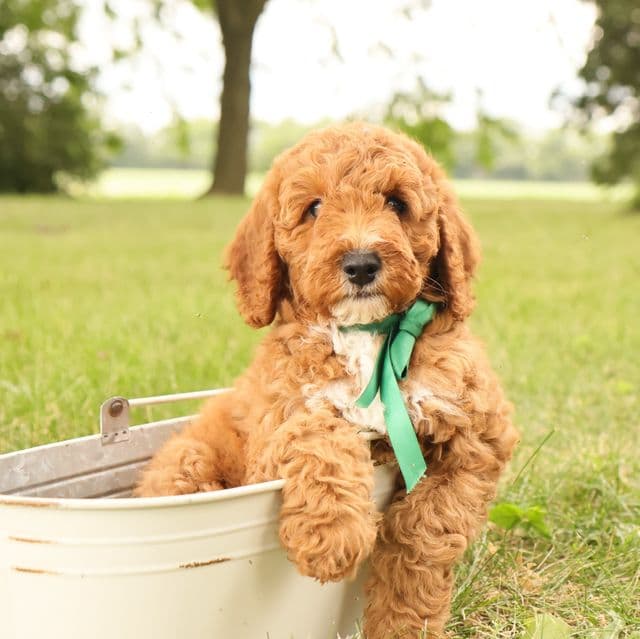 Thunder - Goldendoodle Male