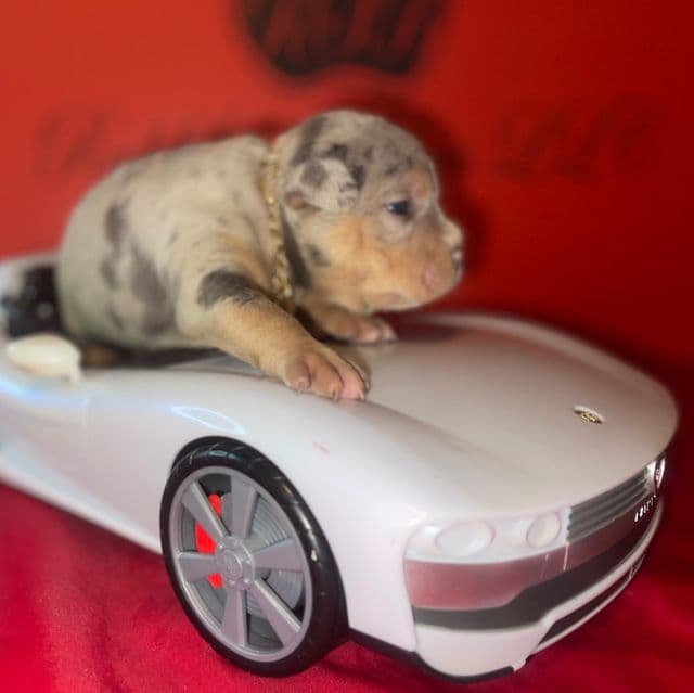 Kim - American Bully Female