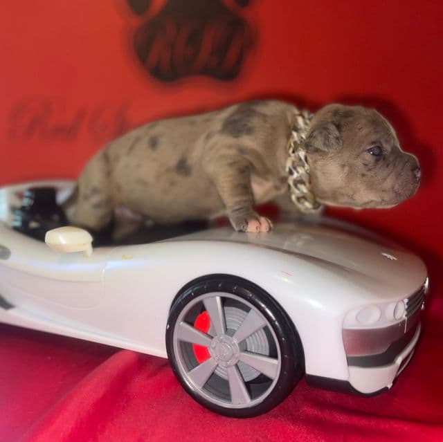 Kathy  - American Bully Female