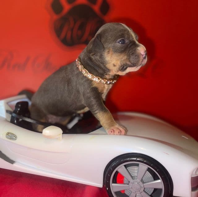 Tammy  - American Bully Female