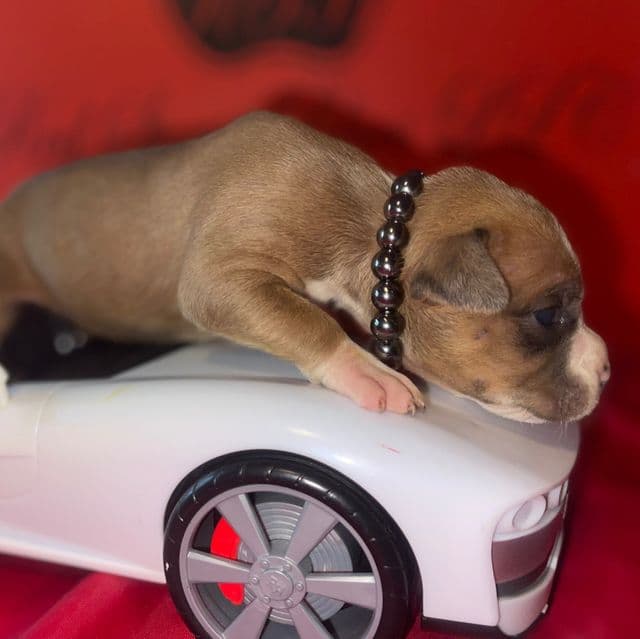 Mary - American Bully Female