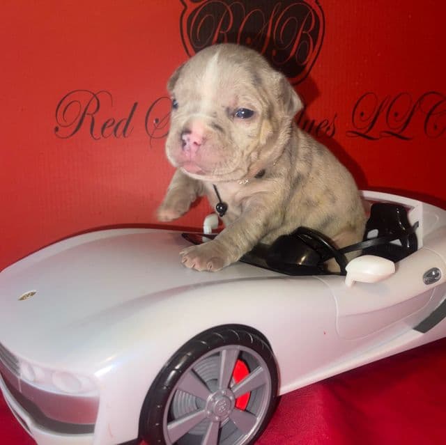 Kenny - American Bully Male