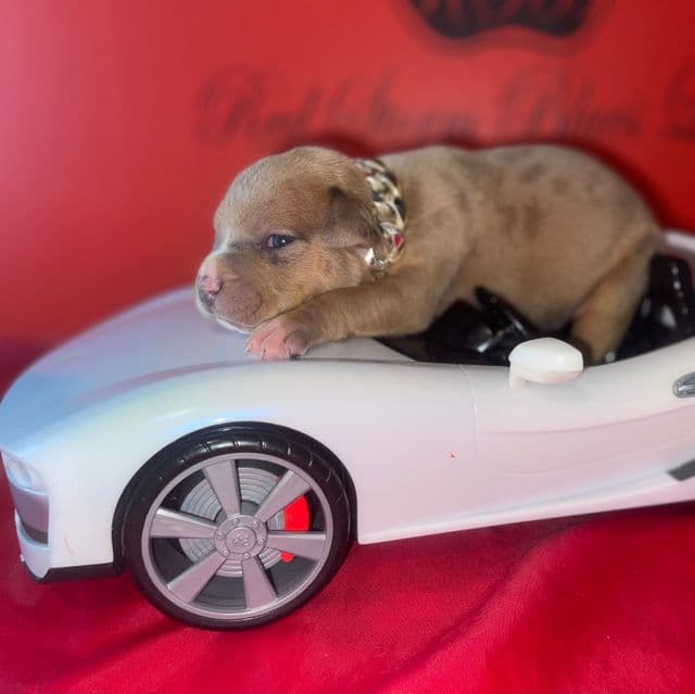 Jr - American Bully Male