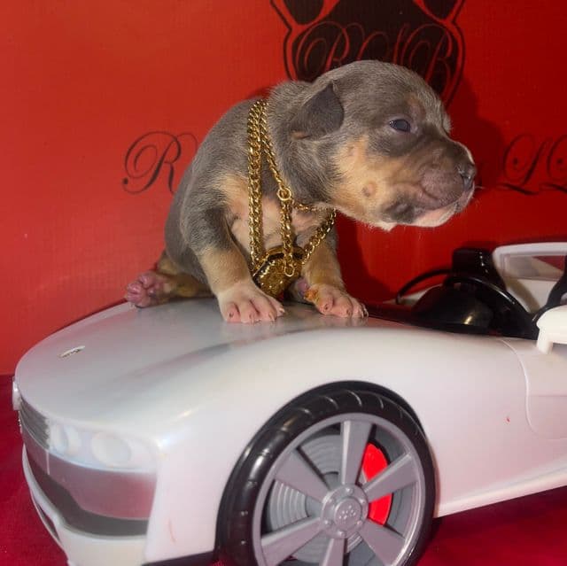Billy - American Bully Male