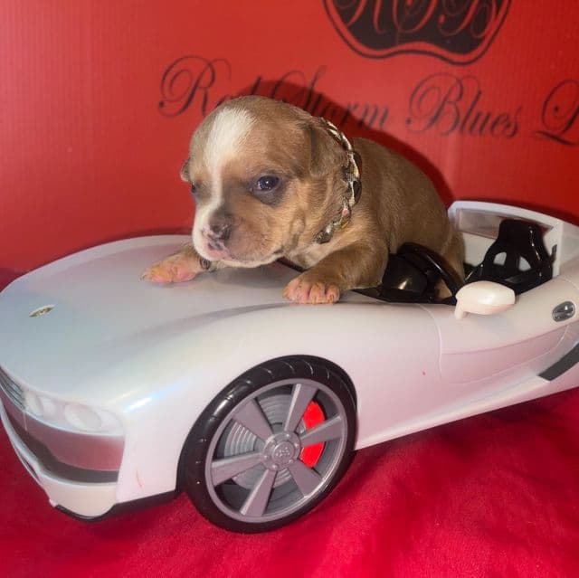 Ricky  - American Bully Male