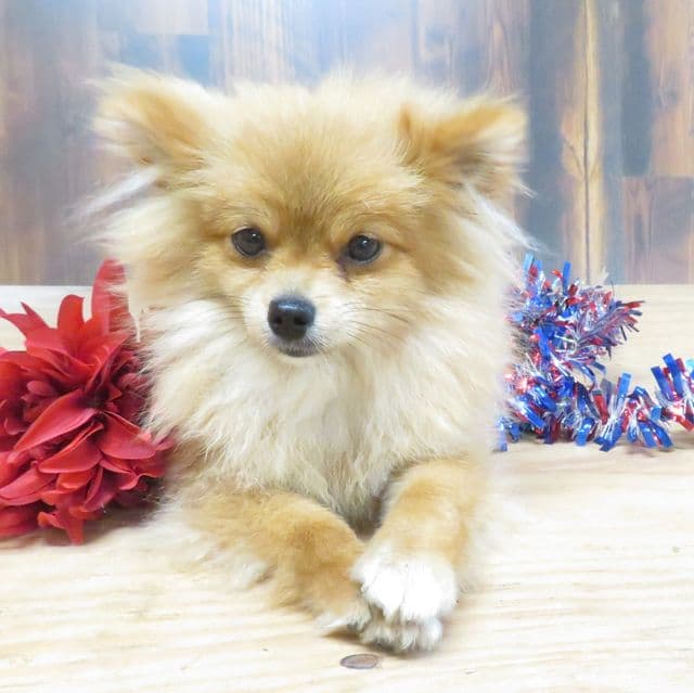 BLOSSOM - Pomeranian Female