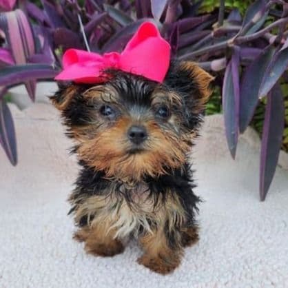 Tiny Teacup Pebbles - Yorkshire Terrier Female