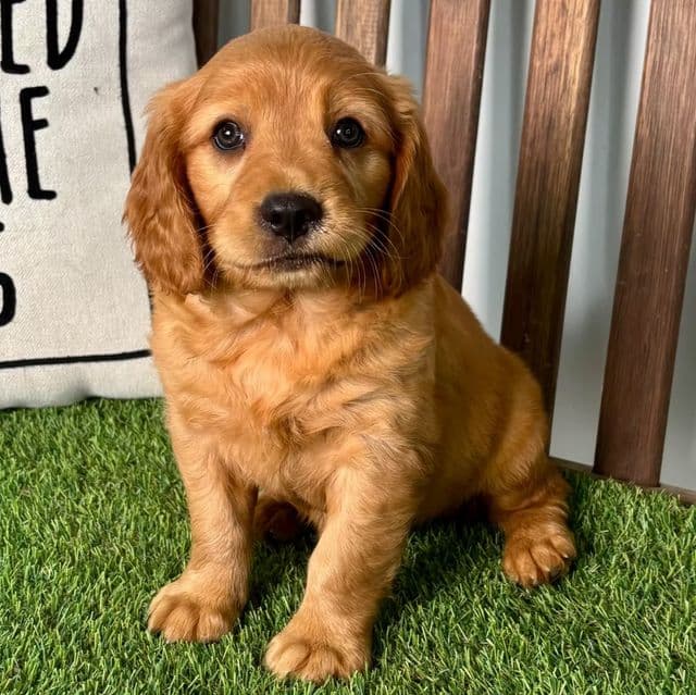 Aiden - Cavalier King Charles Spaniel Male