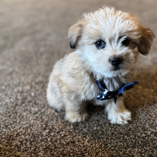 Male 2 - Shih-Poo Male
