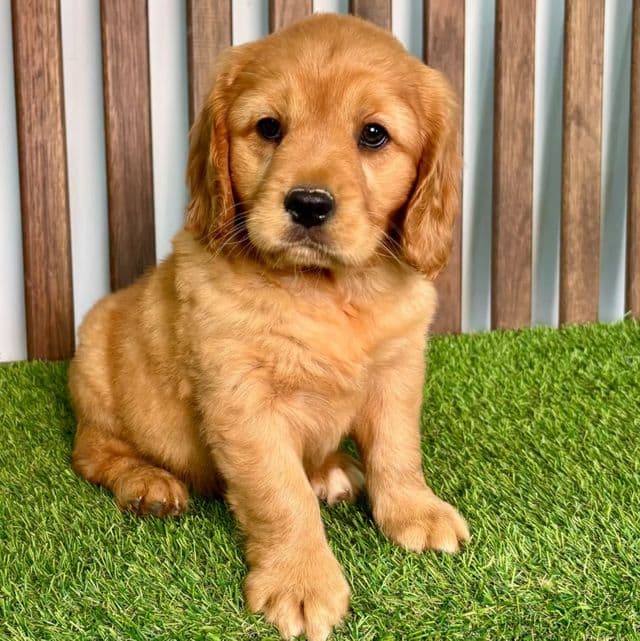 AJ - Cavalier King Charles Spaniel Male