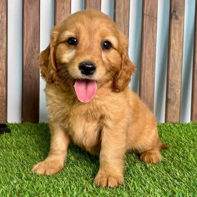 Ace - Cavalier King Charles Spaniel Male