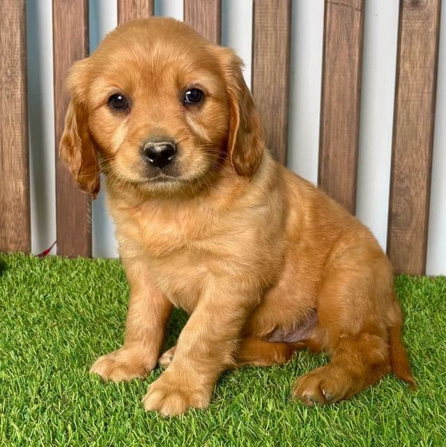 Andrew - Cavalier King Charles Spaniel Male
