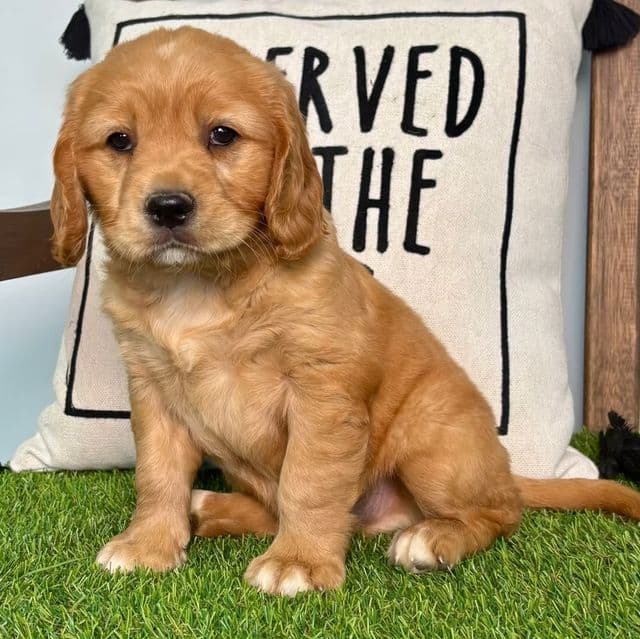 Alex - Cavalier King Charles Spaniel Male