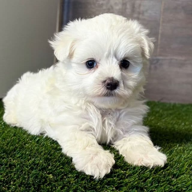 King - Maltese Male
