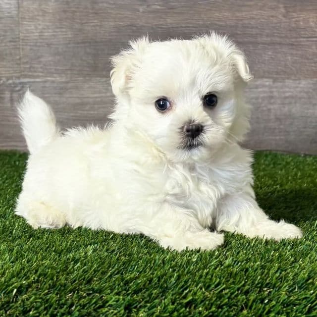 Knox - Maltese Male