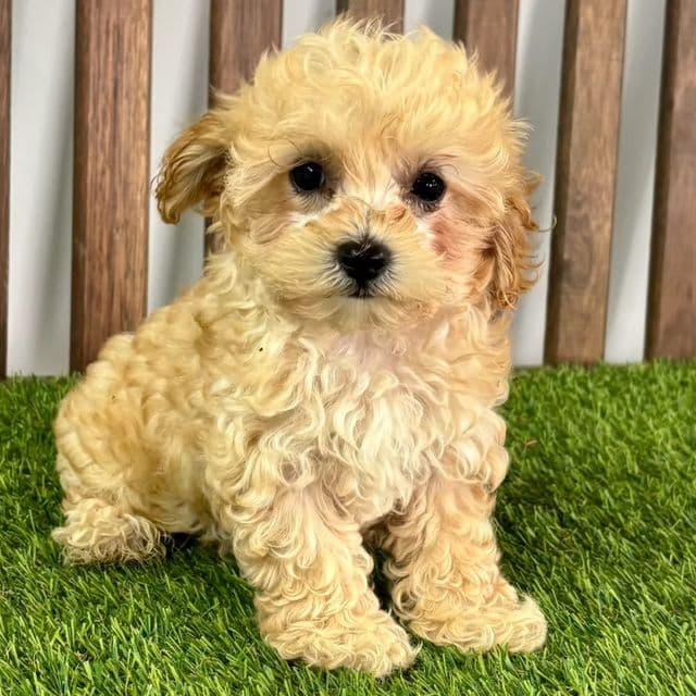 Mateo - Maltipoo Male