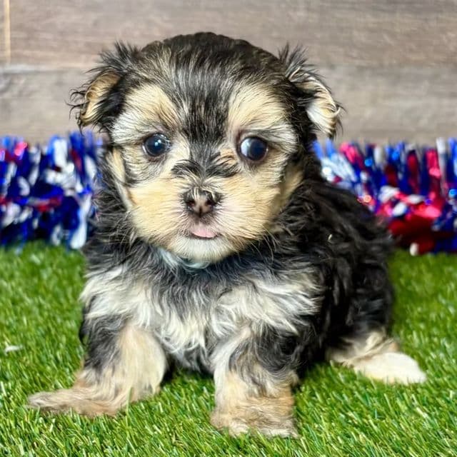 Frida - Morkie Female
