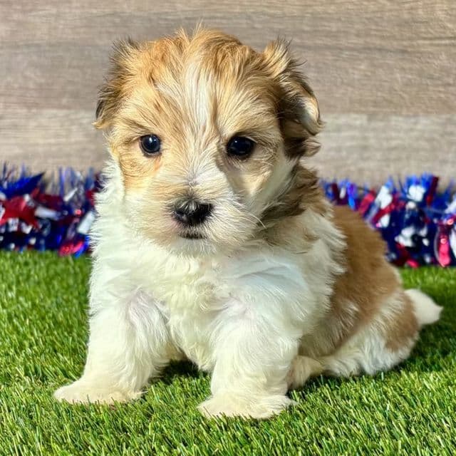Felix - Morkie Male