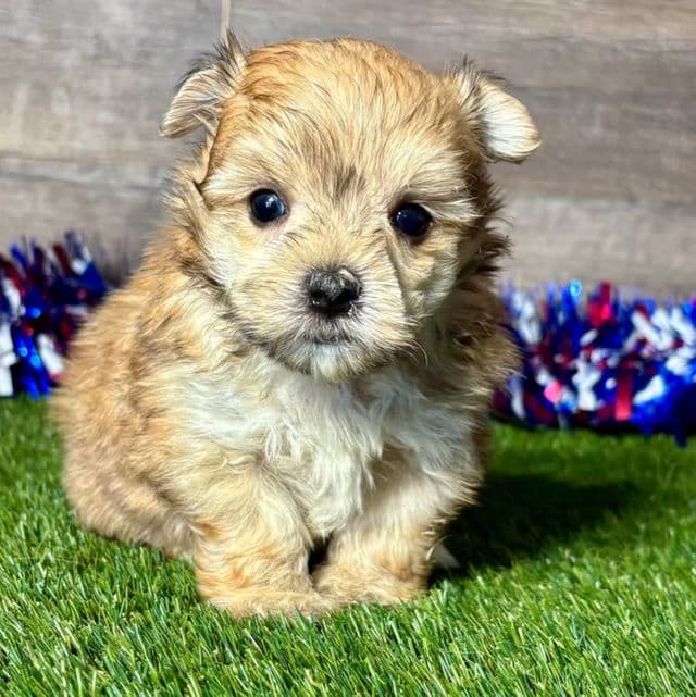 Fletcher - Morkie Male