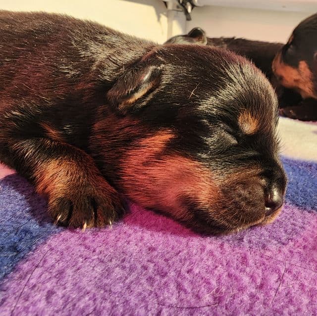 Pink Collar  - Rottweiler Female