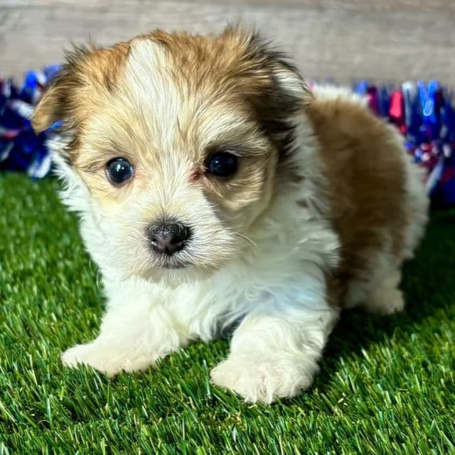 Flo - Morkie Female