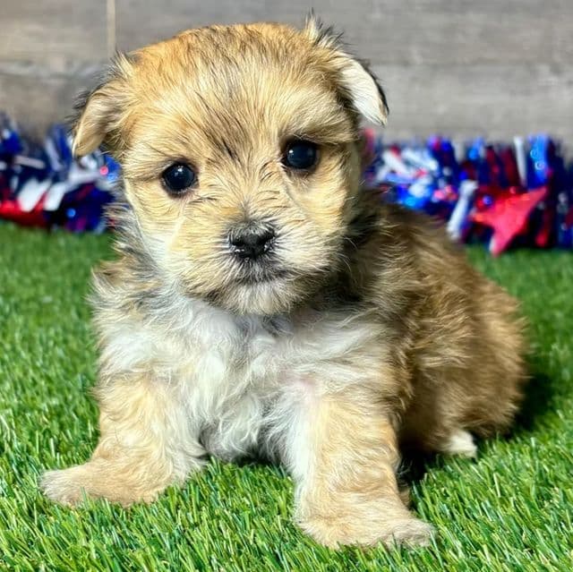 Floyd - Morkie Male