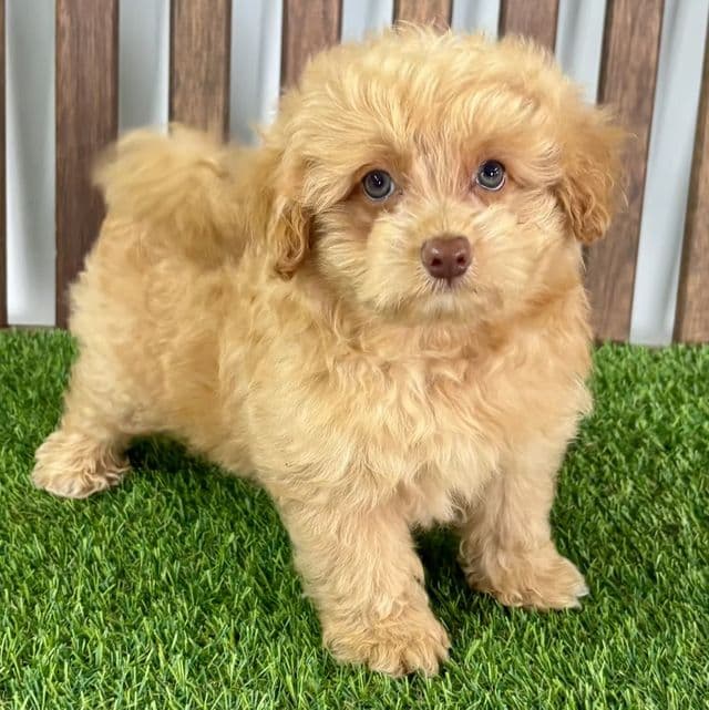 Jackson - Pomapoo Male