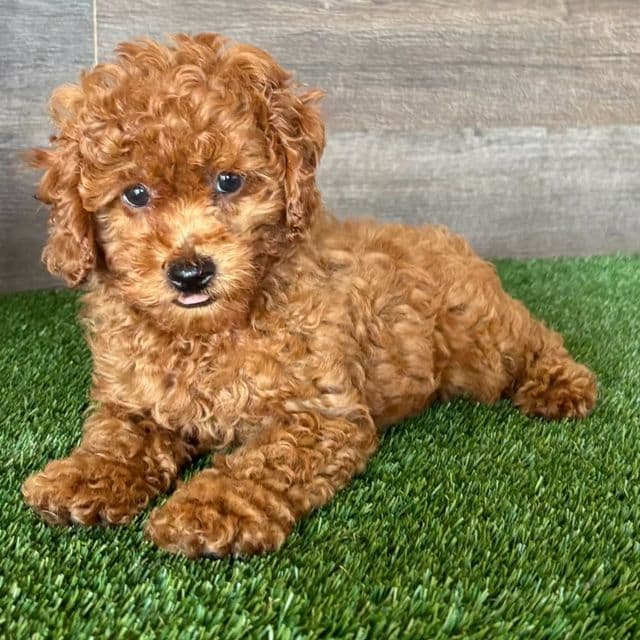 Nyle - Toy Poodle Male