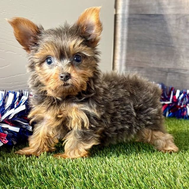 Riley - Yorkshire Terrier Female