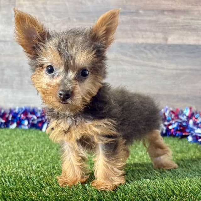Ria - Yorkshire Terrier Female