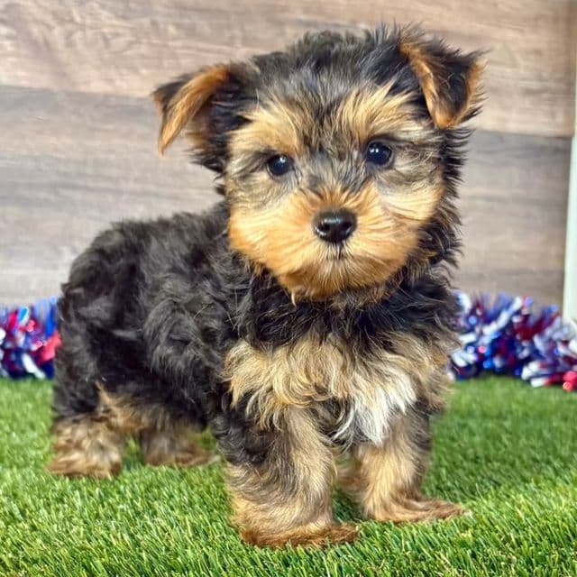 Rhett - Yorkshire Terrier Male
