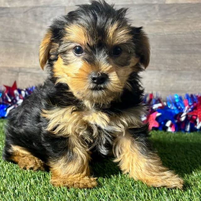 Ryker - Yorkshire Terrier Male