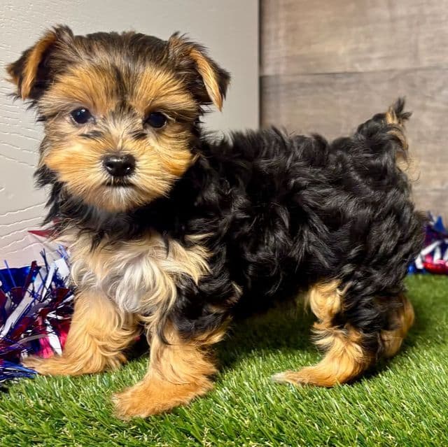 Rory - Yorkshire Terrier Female