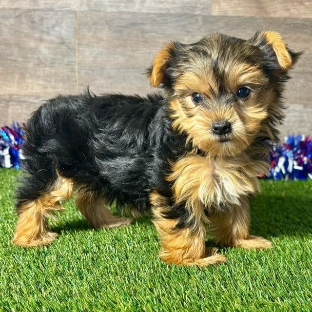 Reese - Yorkshire Terrier Female