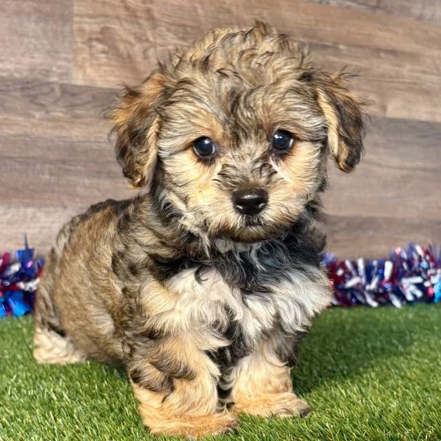 Pablo - Yorkipoo Male