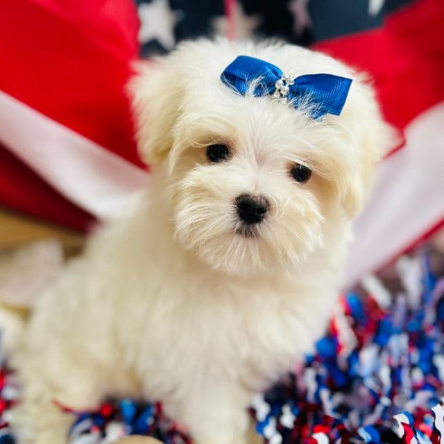Paxton - Maltese Male