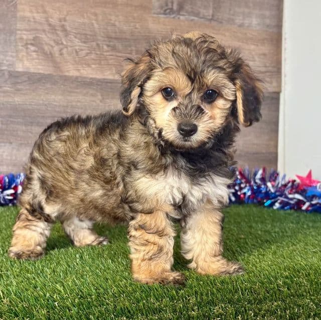 Paisley - Yorkipoo Female