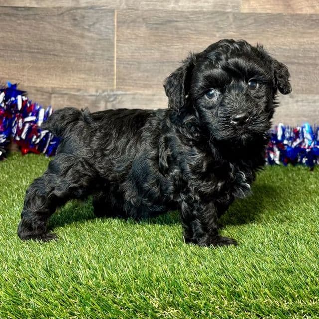 Packo - Yorkipoo Male