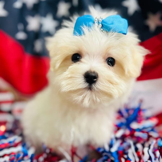 Petey - Maltese Male