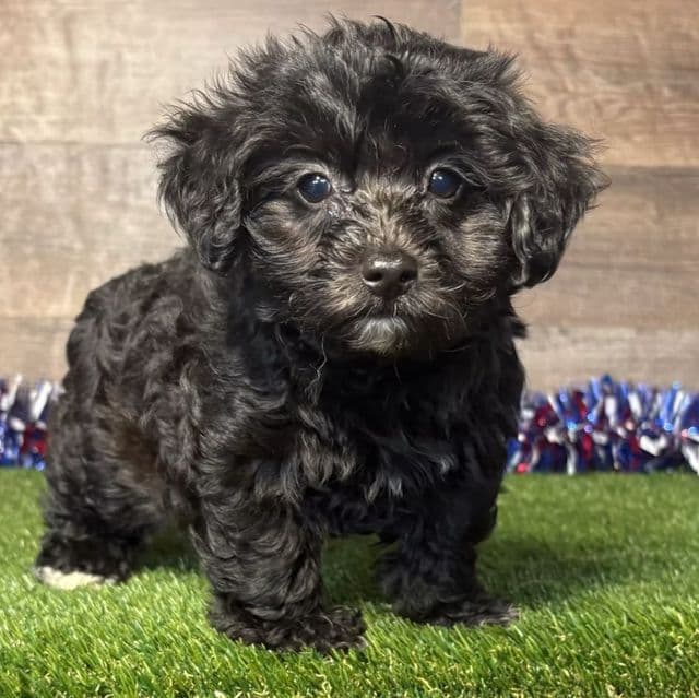 Phoebe - Yorkipoo Female