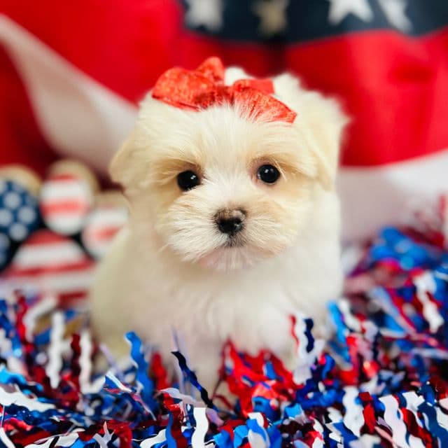 Peaches - Maltese Female