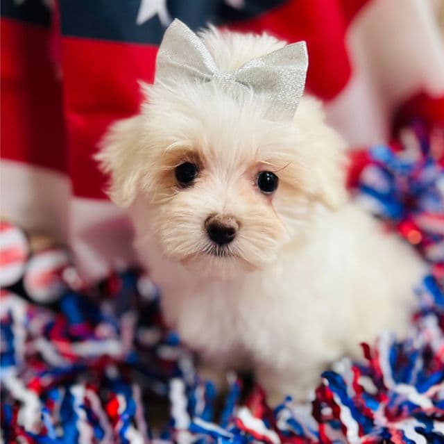 Princess - Maltese Female