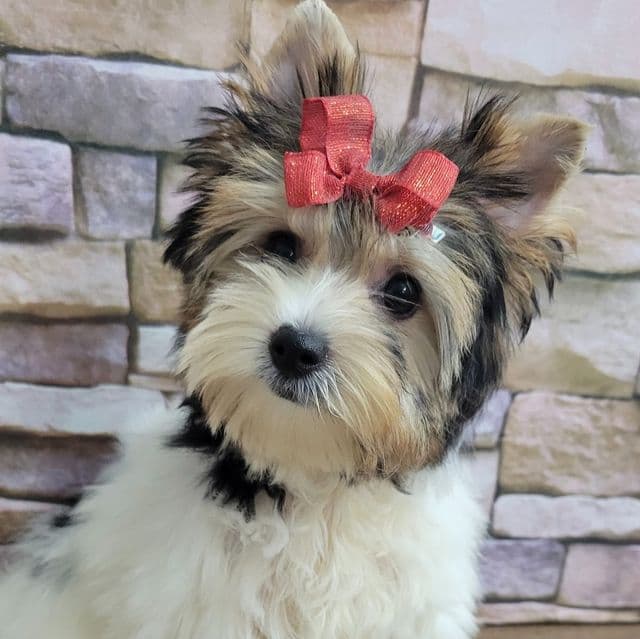 Daisy - Biewer Terrier Female