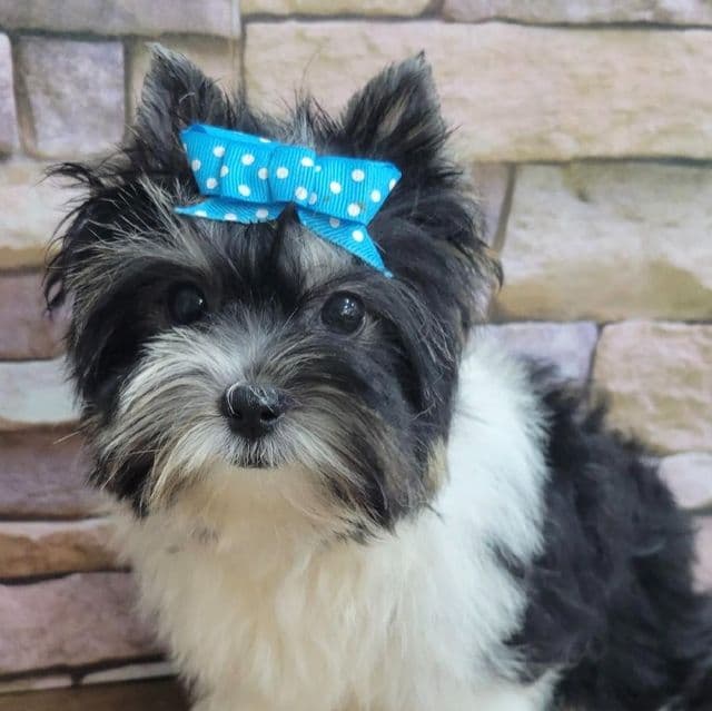 Vienna - Biewer Terrier Female