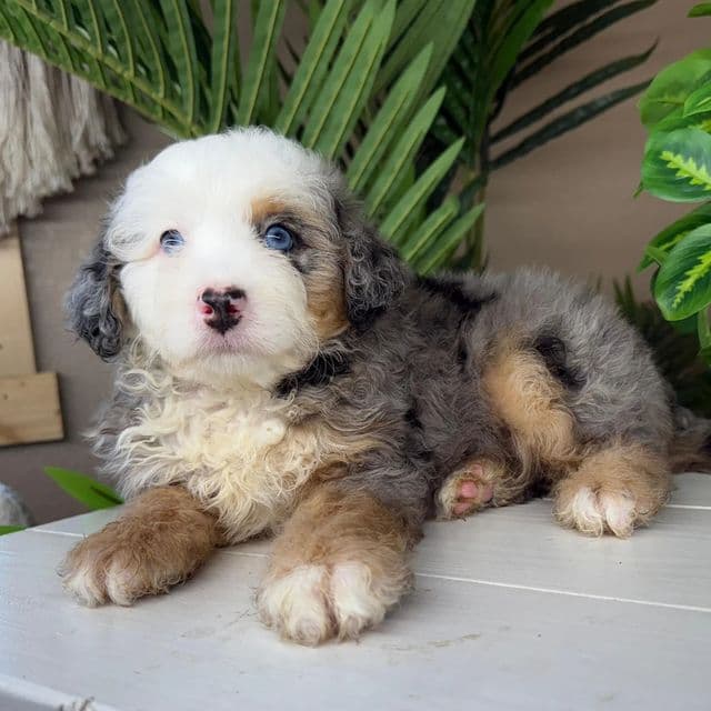 Caroline - Bernedoodle Female
