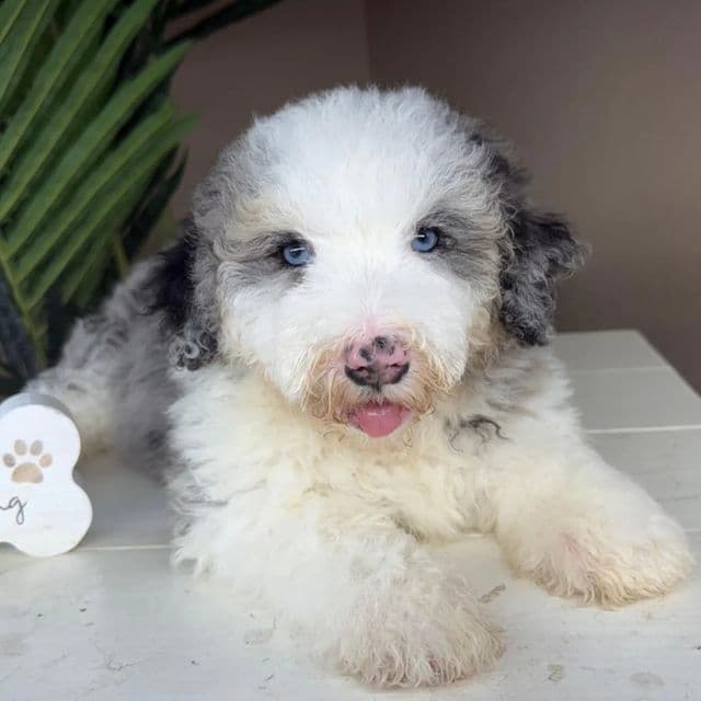 Naya - Bernedoodle Female
