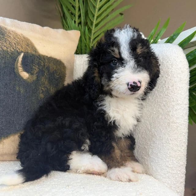 Caleb - Bernedoodle Male