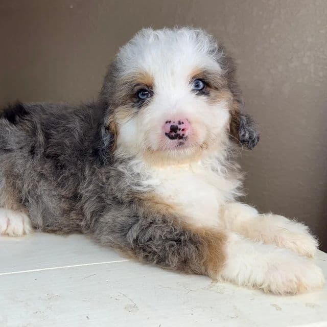 Alex - Bernedoodle Male