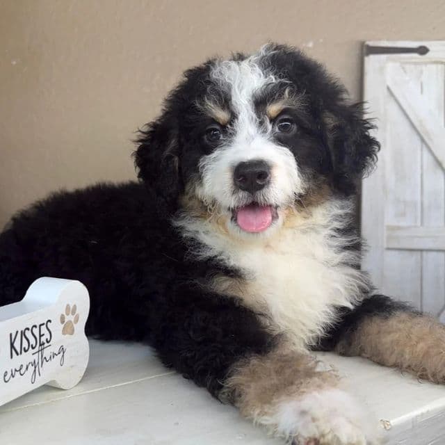 Ollie - Bernedoodle Male