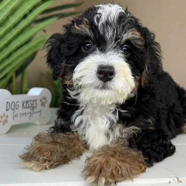 Luna - Bernedoodle Female